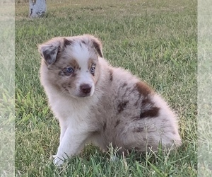 Australian Shepherd Puppy for Sale in OZARK, Arkansas USA