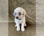 Small Photo #48 Labrador Retriever Puppy For Sale in MURRIETA, CA, USA