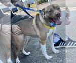 Small #1 American Pit Bull Terrier-Huskies  Mix