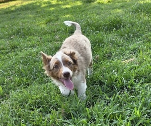 Medium Photo #10 Miniature Australian Shepherd Puppy For Sale in EVERTON, MO, USA