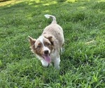 Small Photo #10 Miniature Australian Shepherd Puppy For Sale in EVERTON, MO, USA