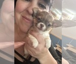 Puppy George Chihuahua