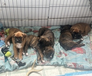 Boxer Puppy for sale in CULVER, IN, USA
