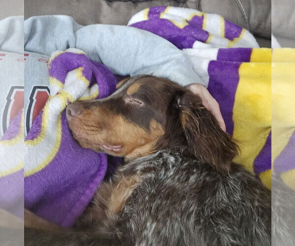 Medium Photo #3 Brittany Puppy For Sale in St. Louis Park, MN, USA