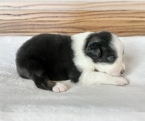 Australian Shepherd Puppy for sale in LODA, IL, USA