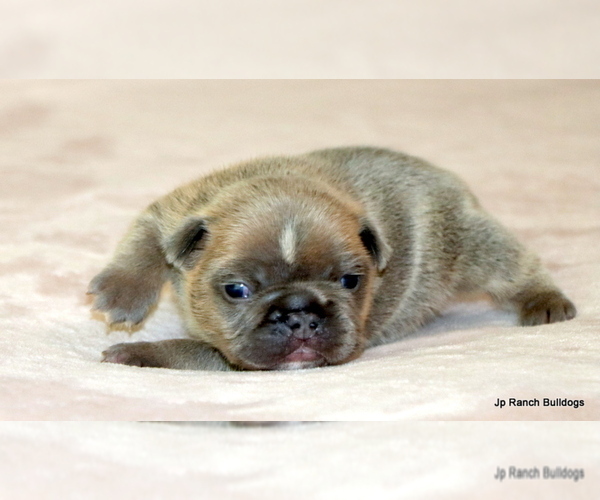 Medium Photo #3 French Bulldog Puppy For Sale in WINNSBORO, TX, USA