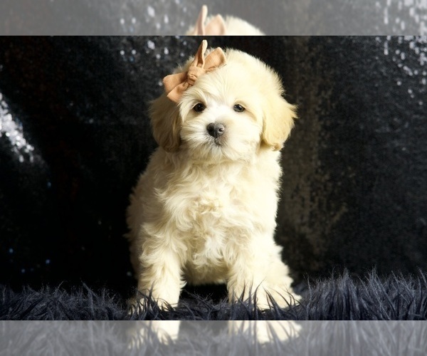 Medium Photo #21 Maltipoo Puppy For Sale in WARSAW, IN, USA
