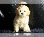 Small Photo #21 Maltipoo Puppy For Sale in WARSAW, IN, USA