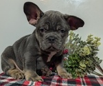Small Photo #49 French Bulldog Puppy For Sale in GOSHEN, IN, USA