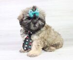 Small Photo #5 Shih Tzu Puppy For Sale in LAS VEGAS, NV, USA