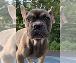 Small Photo #5 French Bulldog Puppy For Sale in BUSHKILL, PA, USA