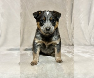 Australian Cattle Dog Puppy for sale in HILLSBORO, WI, USA