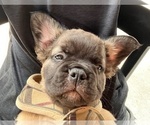 Small #1 French Bulldog