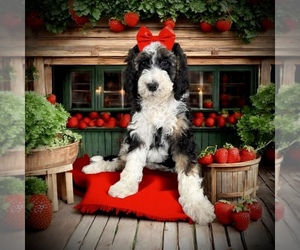 Bernedoodle-Poodle (Standard) Mix Puppy for sale in MENIFEE, CA, USA