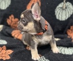 Small #2 French Bulldog