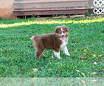Small Photo #4 Australian Shepherd Puppy For Sale in ROCKY MOUNT, VA, USA