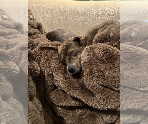 Medium Photo #4 Beagle-Unknown Mix Puppy For Sale in Springdale, PA, USA