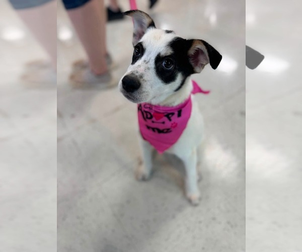 Medium Photo #1 Mutt Puppy For Sale in Holly Springs, NC, USA