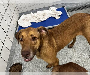 Doberman Pinscher-Unknown Mix Dogs for adoption in Pasadena, TX, USA
