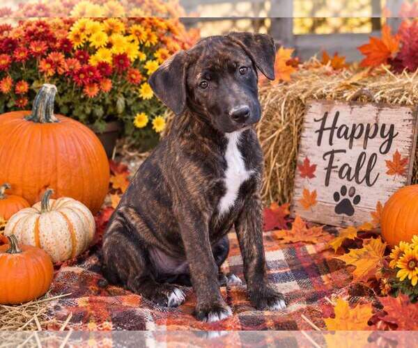 Medium Photo #3 Mutt Puppy For Sale in Yardley, PA, USA