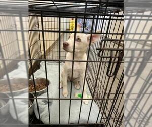 German Shepherd Dog-Unknown Mix Dogs for adoption in Texas City, TX, USA