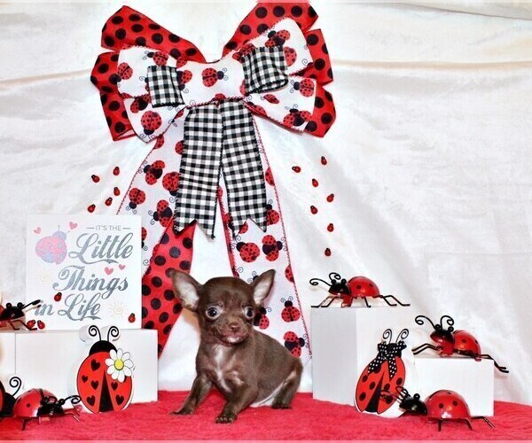 Medium Photo #9 Chihuahua Puppy For Sale in CHARLESTON, AR, USA