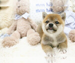 Small Photo #3 Shiba Inu Puppy For Sale in HILO, HI, USA