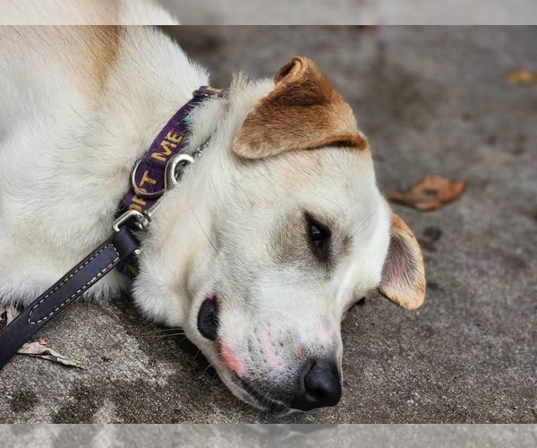 Medium Photo #3 Golden Labrador Puppy For Sale in garner, NC, USA