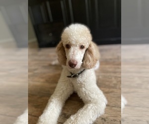 Poodle (Standard) Puppy for sale in SAN ANTONIO, TX, USA