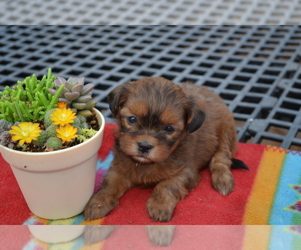 Medium Photo #4 Shiranian Puppy For Sale in GREENWOOD, WI, USA