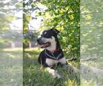 Small #9 American Pit Bull Terrier Mix