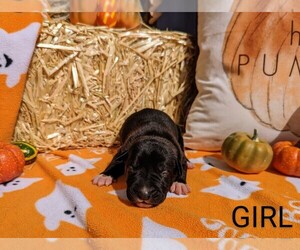 Great Dane Puppy for sale in OATVILLE, KS, USA