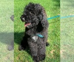 Small Photo #1 Goldendoodle Puppy For Sale in CO BLUFFS, IA, USA