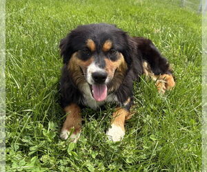 Australian Shepherd Dogs for adoption in Sistersville, WV, USA