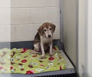 Beagle Dogs for adoption in Glen Allen, VA, USA