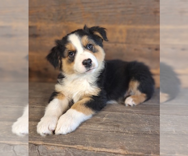 Medium Photo #1 Australian Shepherd Puppy For Sale in SAINT JOHNS, MI, USA