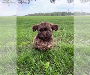 Zuchon Puppy for Sale in NEW YORK MILLS, Minnesota USA