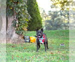 Small #3 Mutt