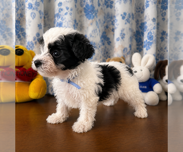 Medium Photo #8 Morkie Puppy For Sale in DURHAM, CT, USA