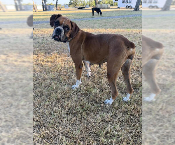 Medium Photo #3 Boxer Puppy For Sale in Austin, TX, USA