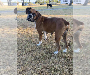 Adelie - Female Boxer Dog for Adoption - Photo #3
