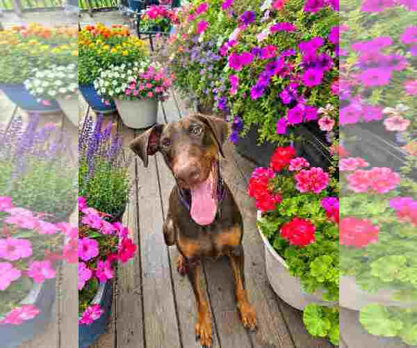 Medium Photo #2 Doberman Pinscher Puppy For Sale in Aurora, OH, USA