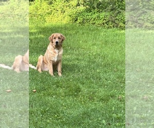 Golden Retriever Puppy for sale in SEYMOUR, IN, USA