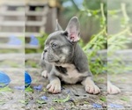 Small #1 French Bulldog