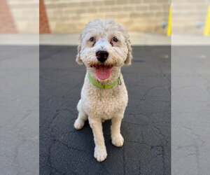 Golden Retriever-Unknown Mix Dogs for adoption in Salt Lake City, UT, USA