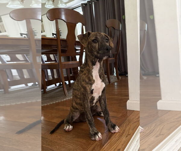 Medium Photo #10 Bulldog-Unknown Mix Puppy For Sale in Tarrytown, GA, USA