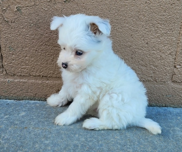 Medium Photo #3 Pom-A-Poo Puppy For Sale in ORRVILLE, OH, USA