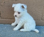 Small #2 Pom-A-Poo