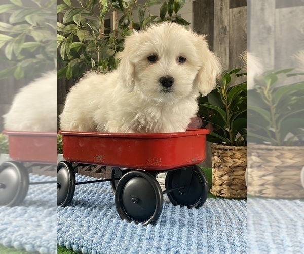 Medium Photo #2 Coton de Tulear Puppy For Sale in CANOGA, NY, USA