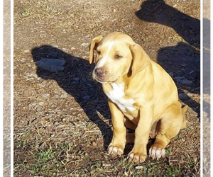 Catahoula Leopard Dog Dogs for adoption in PAULINE, SC, USA